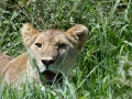 kathy-africa-3-240